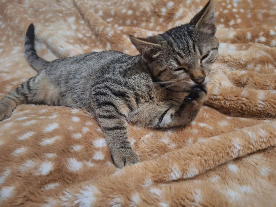 URGENT - Pui de pisică își caută casă!