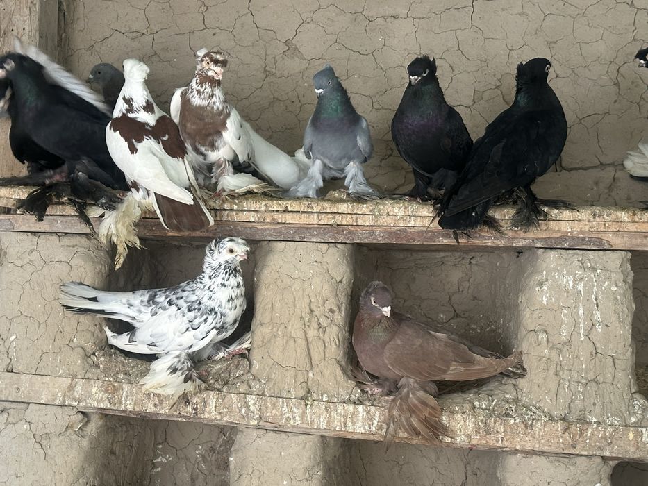 Кептер голубы птица