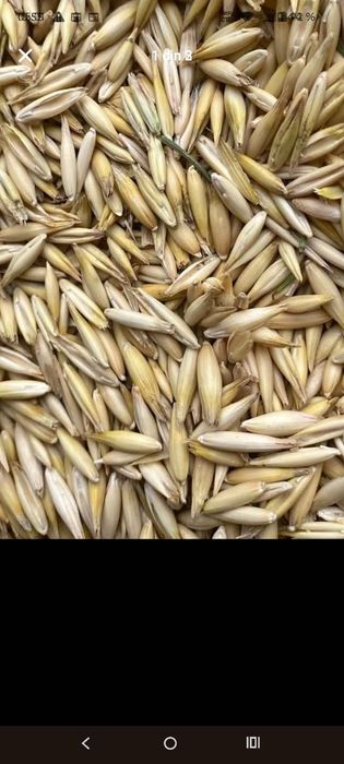 OVAZ.  13  lei DUBLA 0726149559