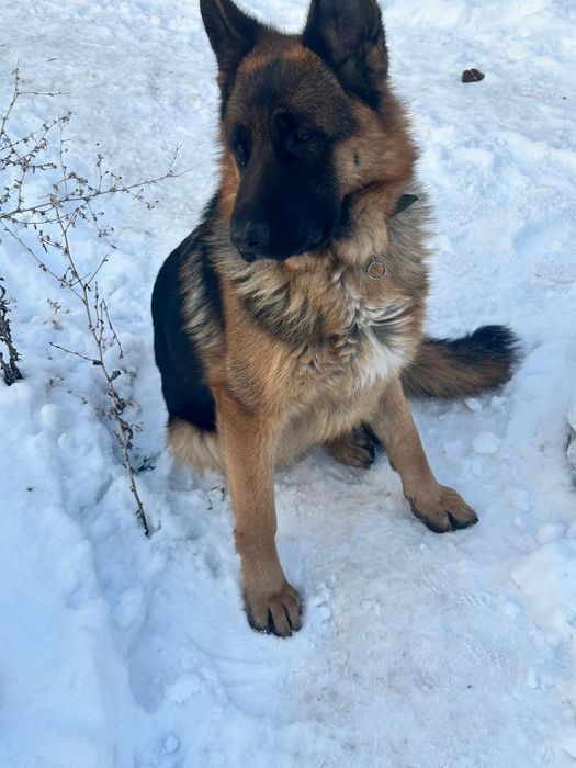 Найдена собака Немецкая Овчарка