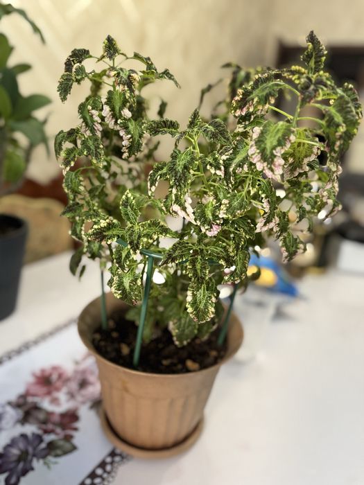 Большой колеус, комнатные цветы