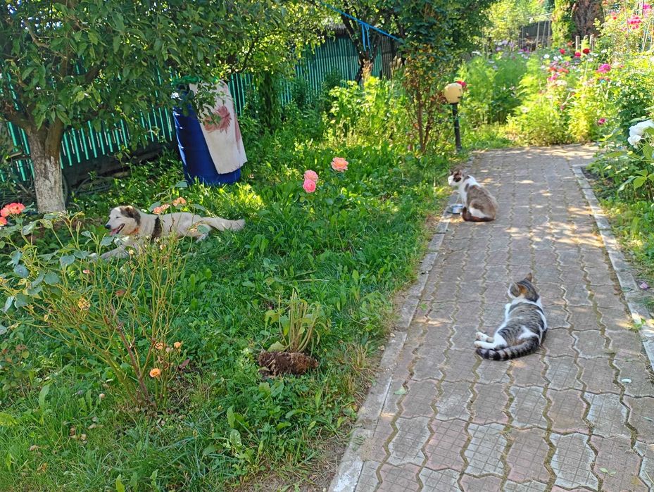 Ofer spre adoptie catelusa 2,5 luni talie medie, oriunde in tara.