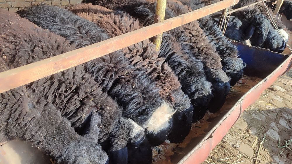 Qoʻylar qurbonlikka