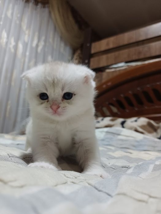 Seribristaya shinshila Folf Toza qonli Koʻzlari koʻk.