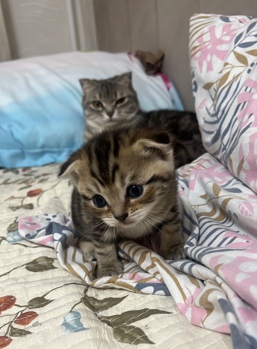 Котята кошки породистые