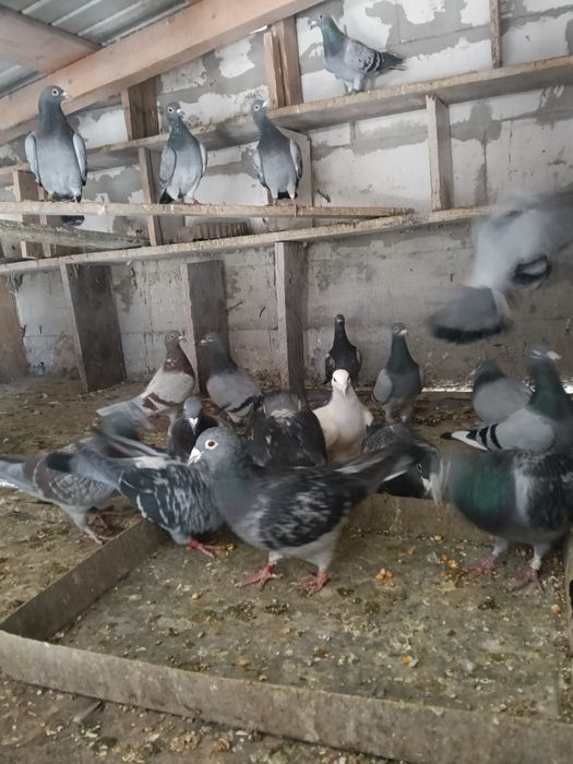 Vând porumbei voiajori pui și bătrâni cu clasări !