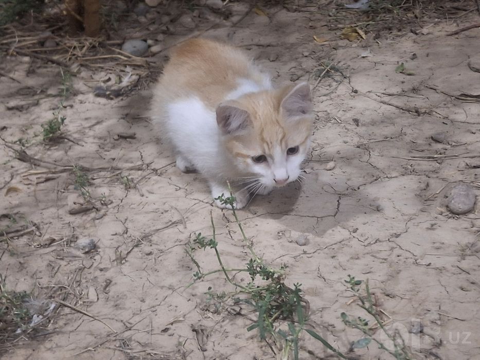 Котёнок. без породы, мальчик.