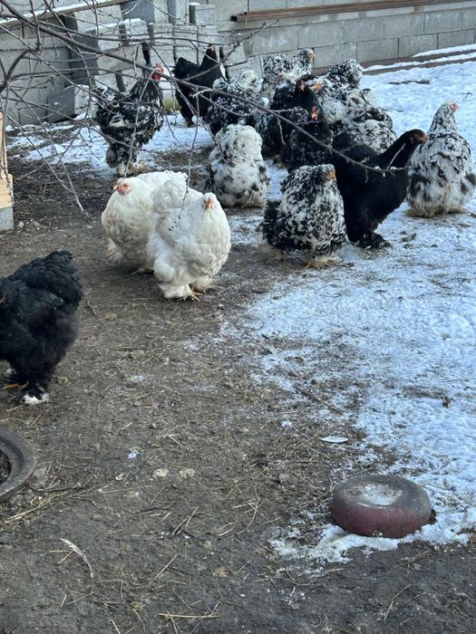 Gaini brahma tineret