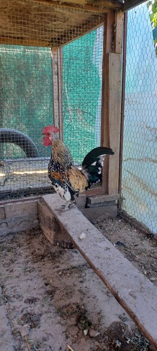 Vand familie mii de flori tata,mama,7 puisori