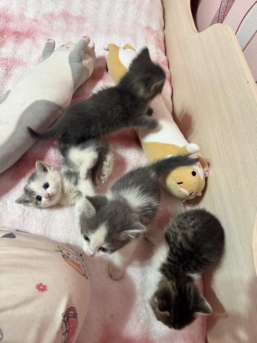Котеночки в добрые руки