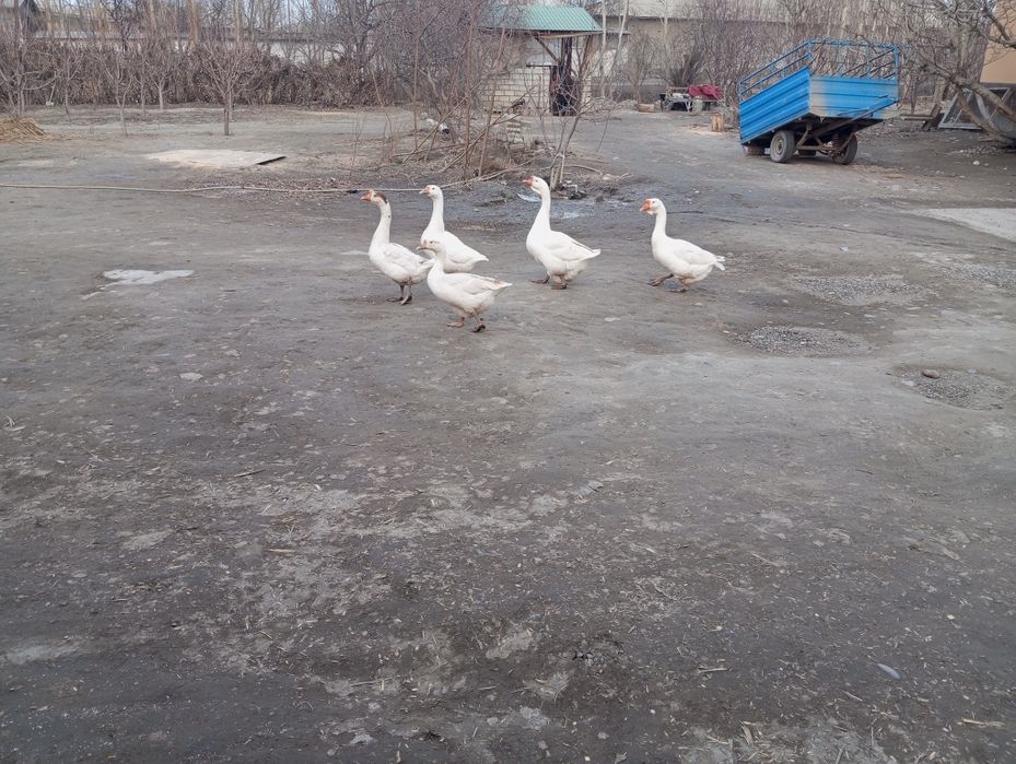 Sayrap turgan Bedanalar  sotiladi qovoqlari bilan Manzil Qoʻqonda