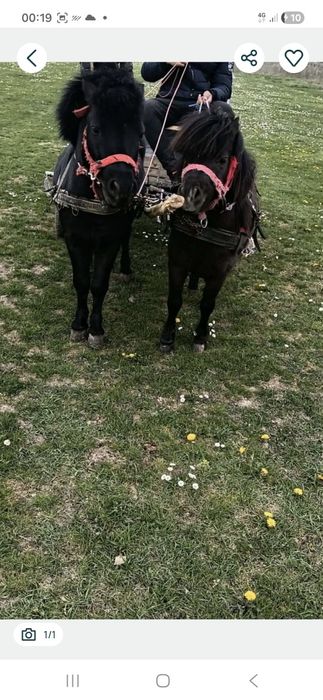 ponei de vânzare din Oradea