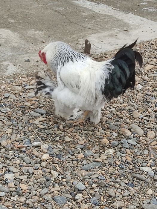 Брама товук тухумлари сотилади