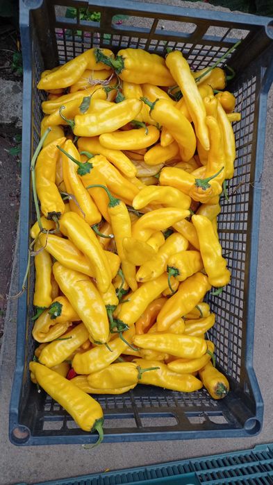 Стари сортове семена