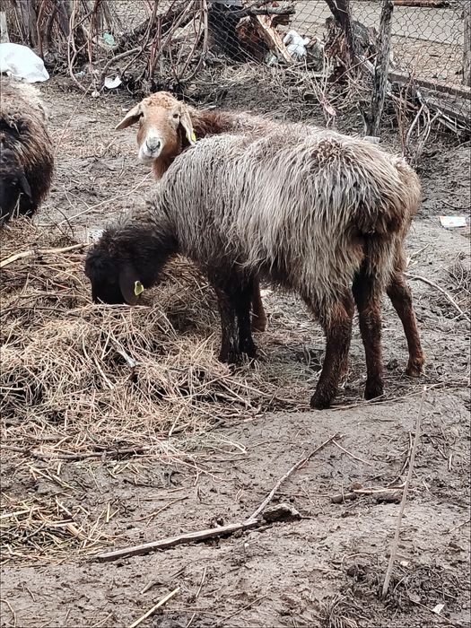Қой және ешкі сатылады