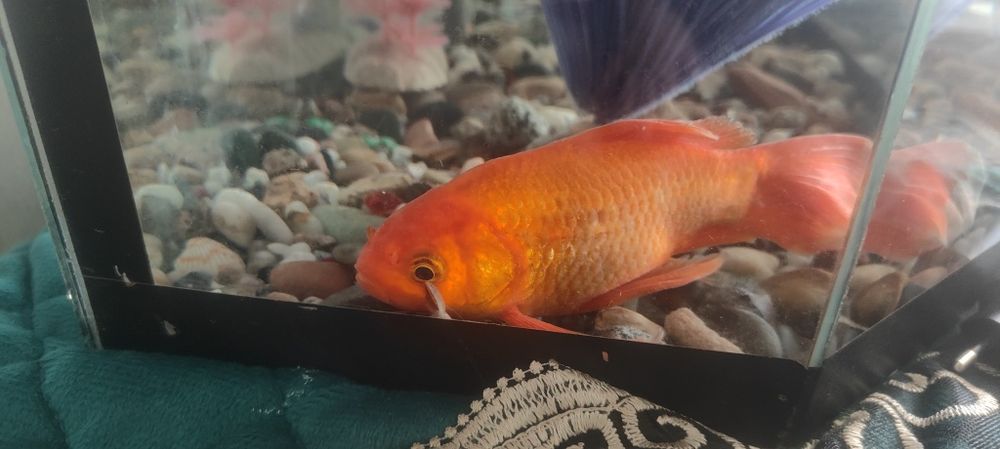 Рыба коя,продам либо обмен на маленьких рыб