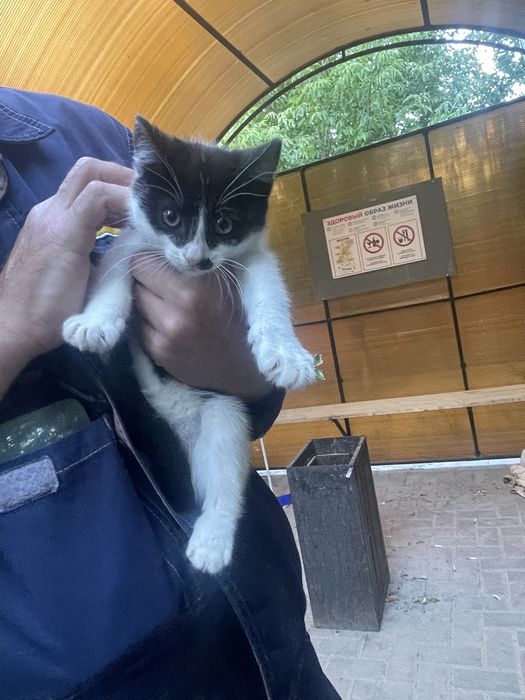 Отдам котенка в добрые руки, мальчик