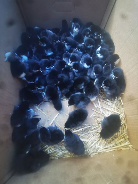 Ouă Australorp negru