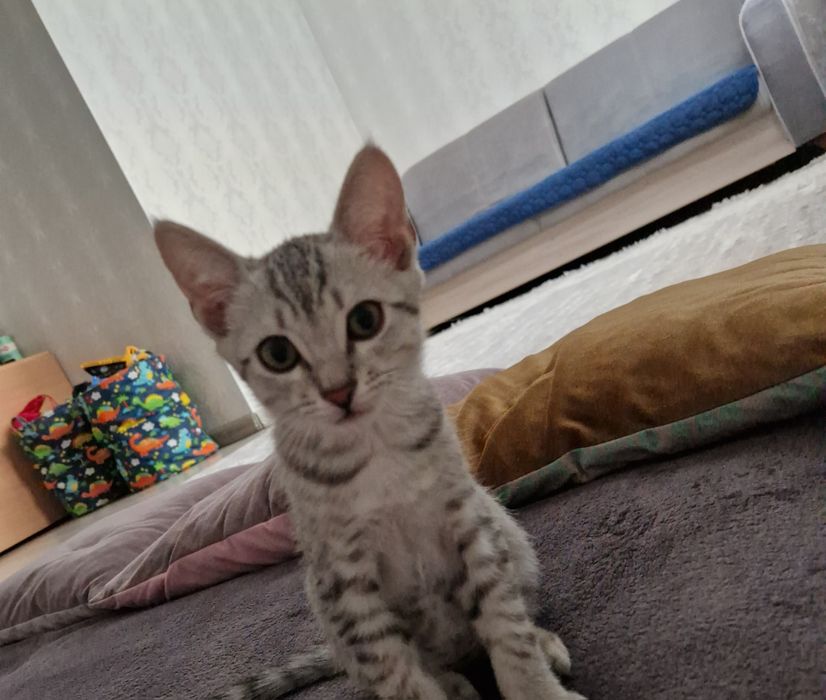 Котенок (шотландский прямоухи)