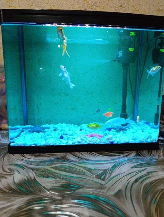 Baliqlar zavodskoy akvarium bilan sotiladi