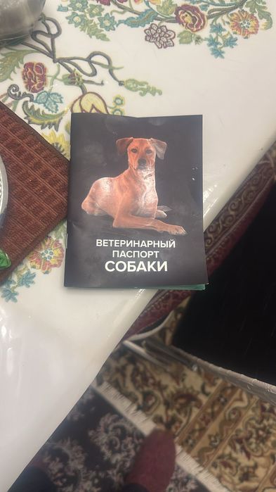 Собака пародистый