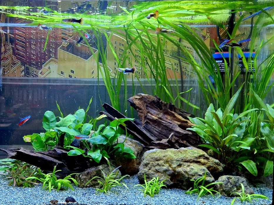 Поддръжка и изработка на аквариуми  Аква Кеър