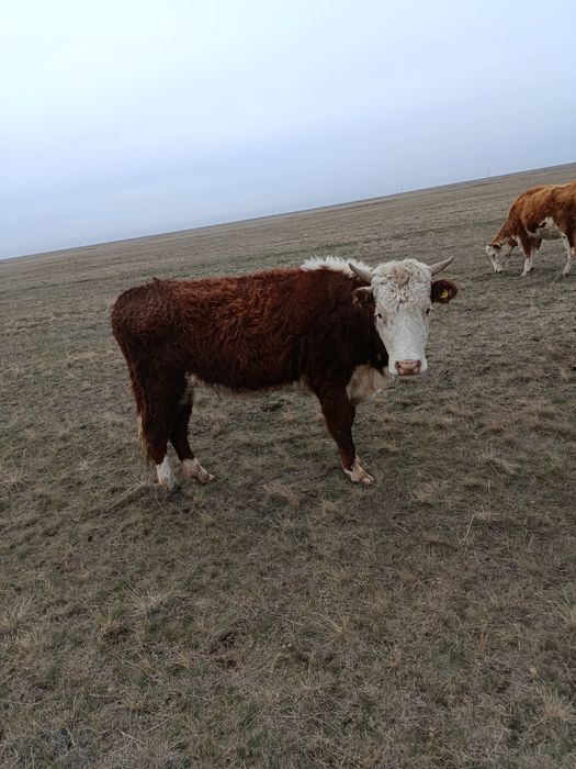 Қысыр қашар сатылады