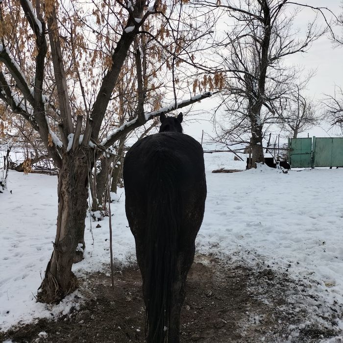 Айгыр, порода Карабайыр