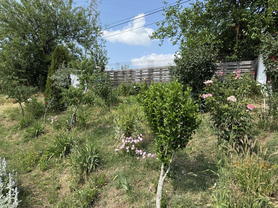 Teren Almaj/ Mosneni 1350 mp toate utilitatile