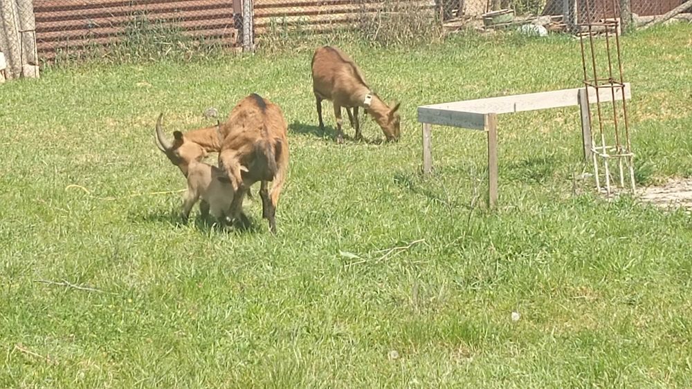 Vând 2 capre  alpine si doi iezi