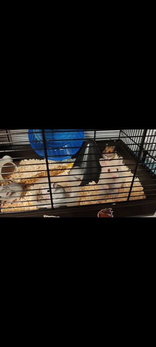 Donez hamsteri sirieni