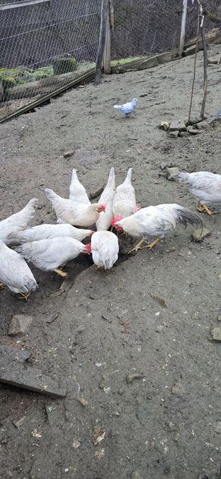 Oua incubat Italiana perlat(lavanda) leghorn