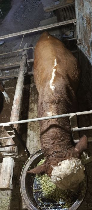 Grinford buqalar sotiladi