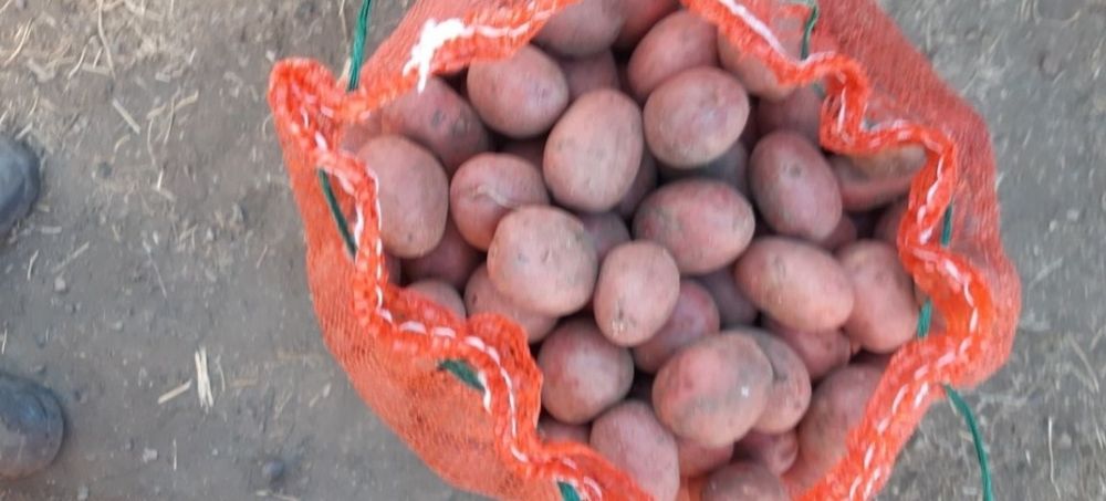 Семенной картофель красный