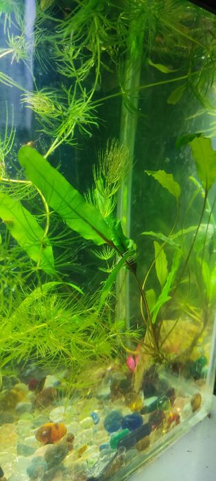 Продам растения для аквариума