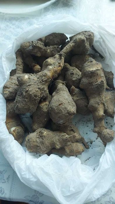 Продается Топинамбур.