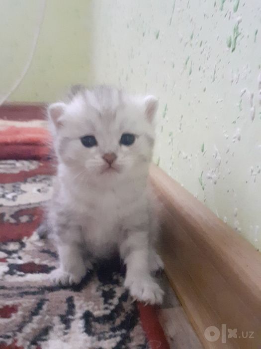 Parodni mushiklar sotiladi