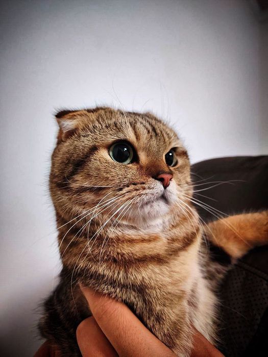 Sotiladi skotish fold erkak