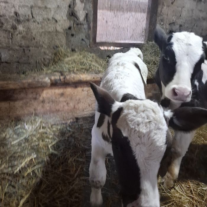 De vânzare Doi Tăurași și tăvițele mai multă treabă la telefon