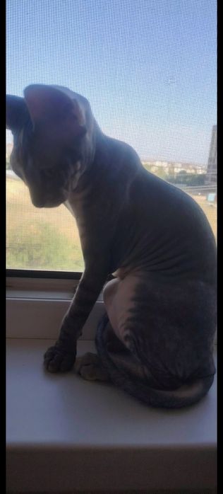 Котенок девочка 25.04.26