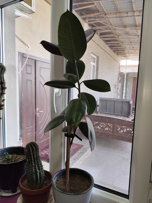 Цветок Молочай трёхгранный продаётся