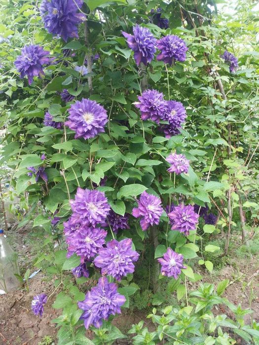 Клематисы разных сортов и спирея, ежевика, климатис, Klematis