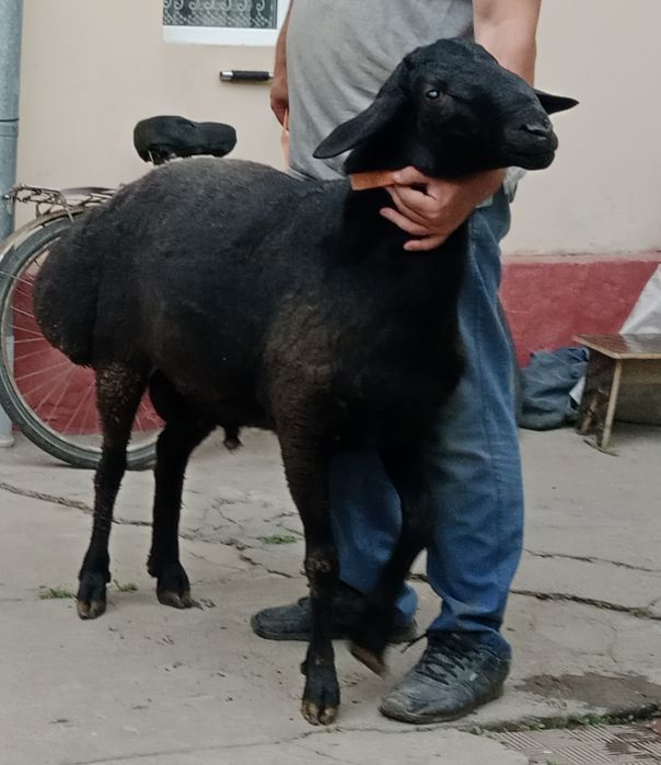 Бараны Кучкар Самец свой продам