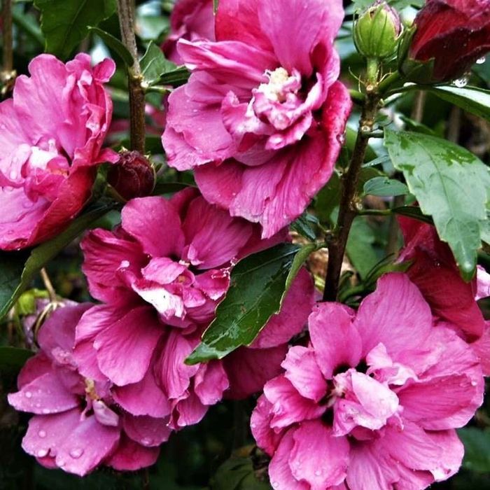 Хибискус Кичест 4 налични цвята