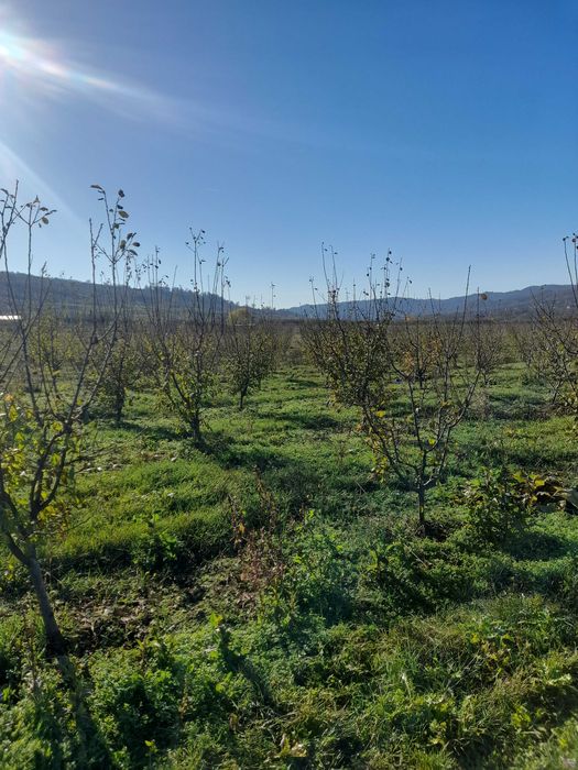 Tuns pomi fructiferi