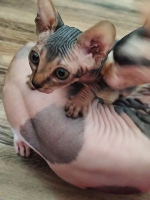 Канадский сфинкс