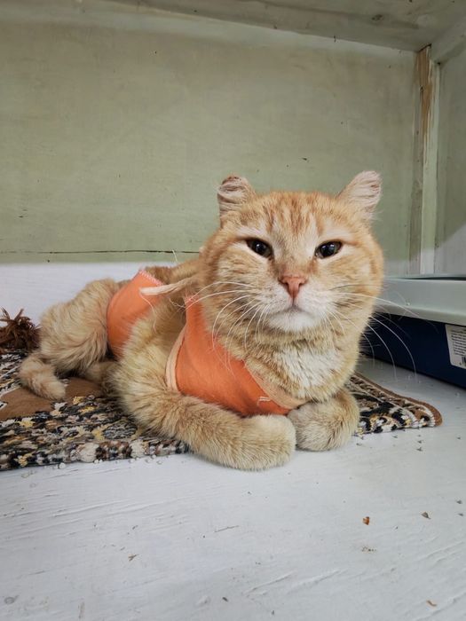 Кошка Дынька ищет дом