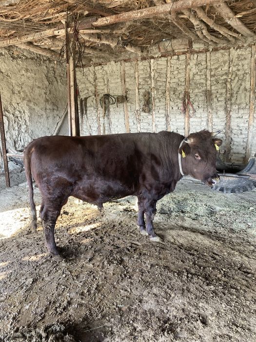 hoʻkiz sotiladi ikki yoshdan oʻtkan