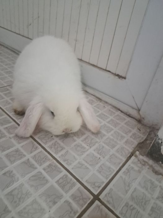 Qayonlar sotiladi karlik baran