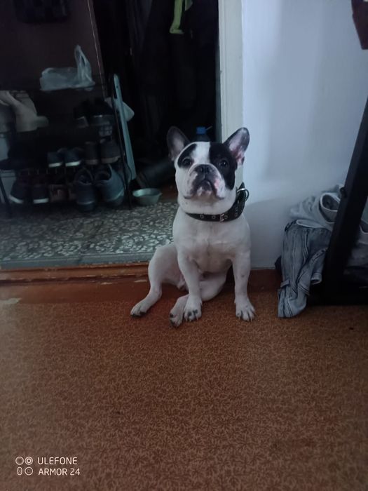 Французский бульдог